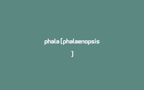 phala[phalaenopsis]
